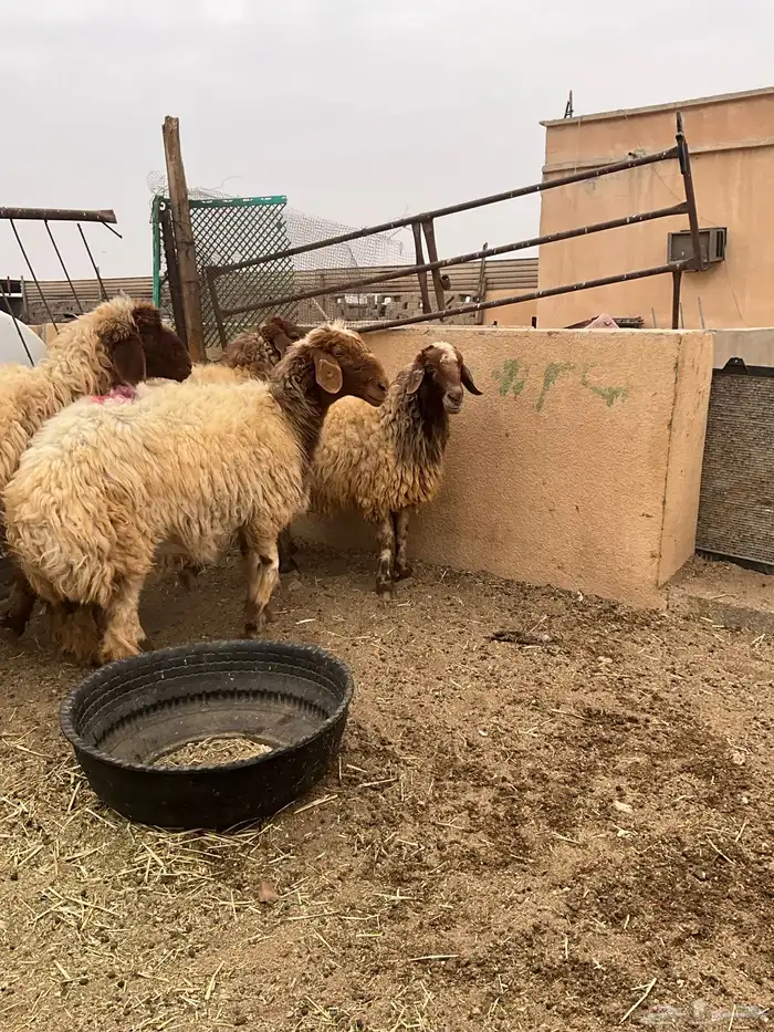 غنم شياه دفيع 3 اشهر وفوق 2