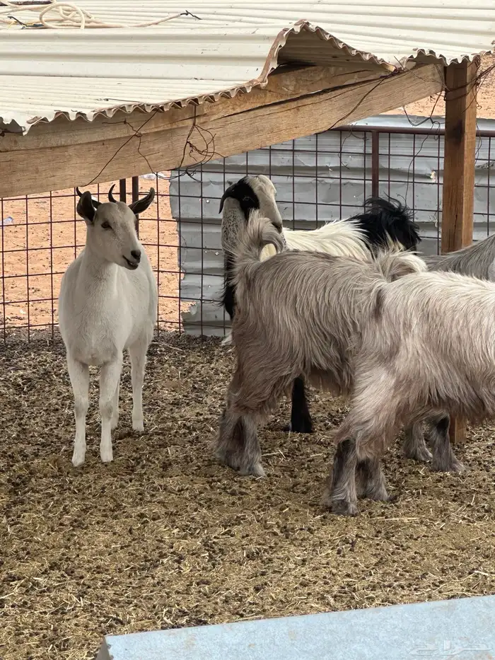 جفرات مقاني ولا ذبح طيبات 7