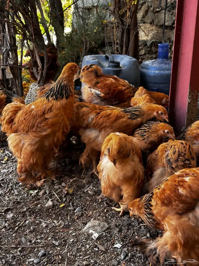 صوص براهما 39