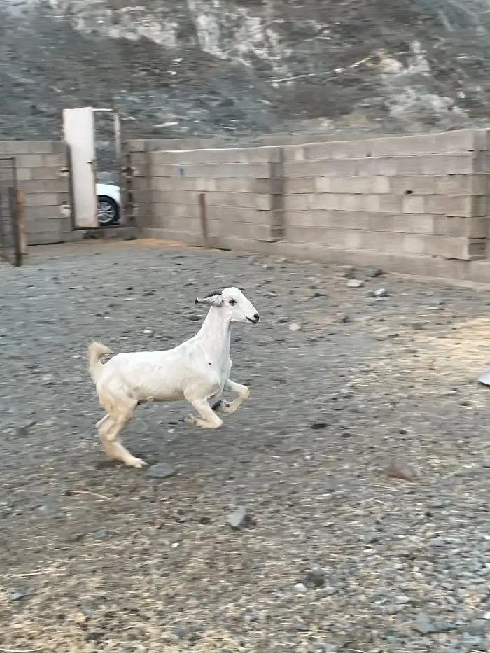 جفره بيشيه 1