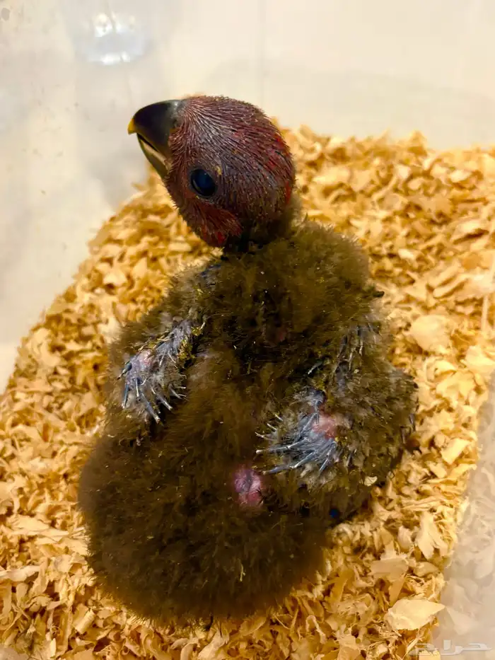 فرخ ببغاء انثى اكلكتوس (Top) 0