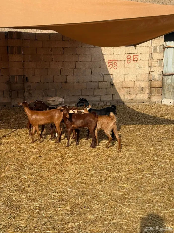 جفار محايليات دهم 1