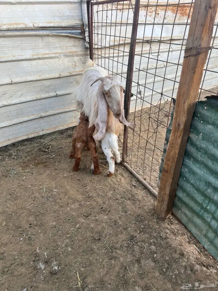 عنزين مشاريك متاومات 5