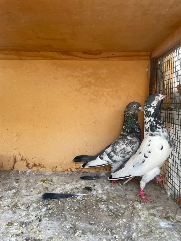 سهران بوري 0