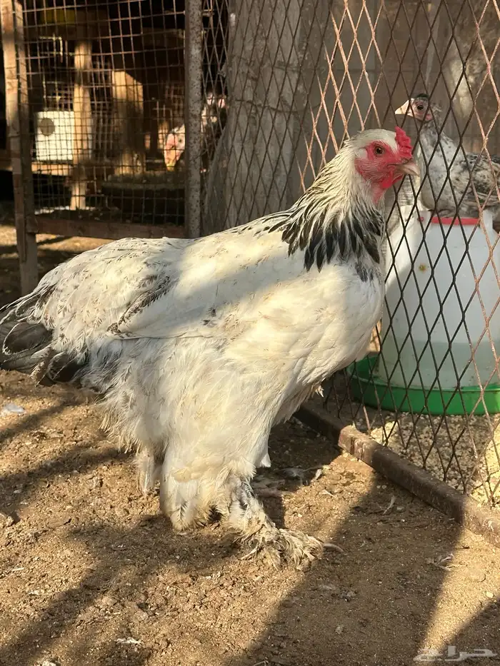 متوفر دجاج براهما وصيصان 3