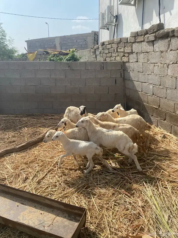 للبيع رخيل تربيه جدا 1