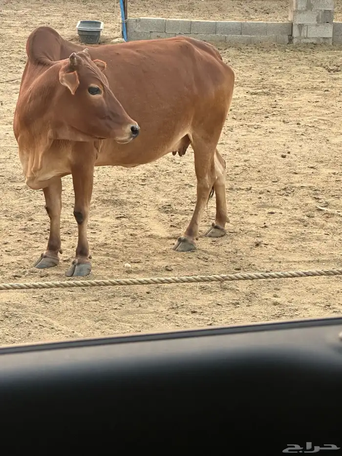 بقره دهماء بلدي دافع سديس مشروطه 3