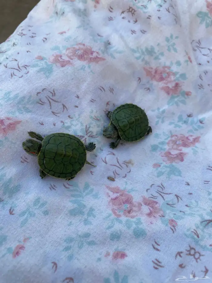 سلاحفف برمائية 2