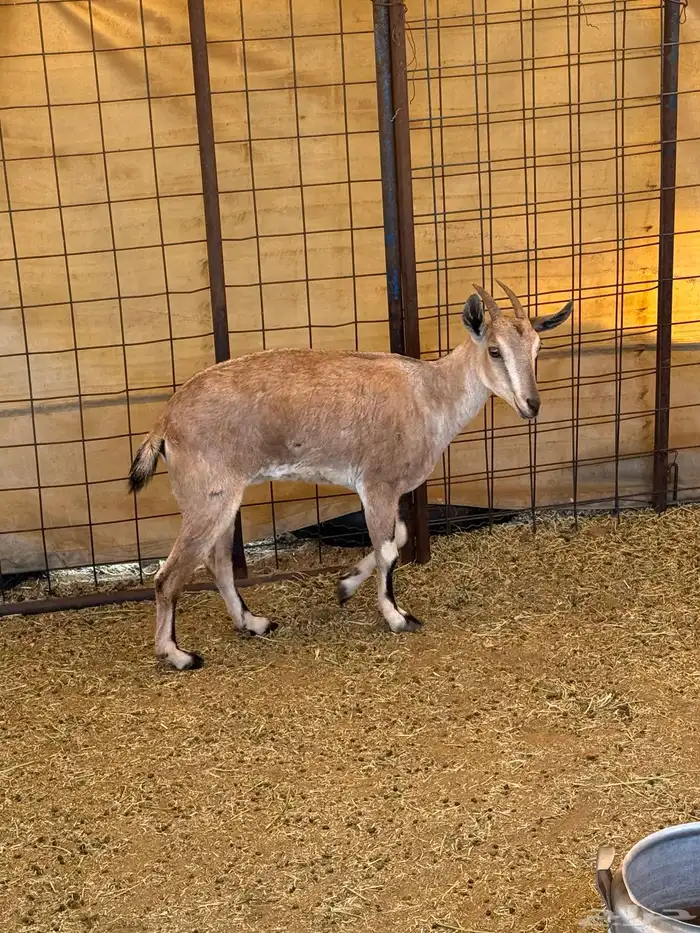 جفره ذبيحه(بنت ولد وعل).. 1