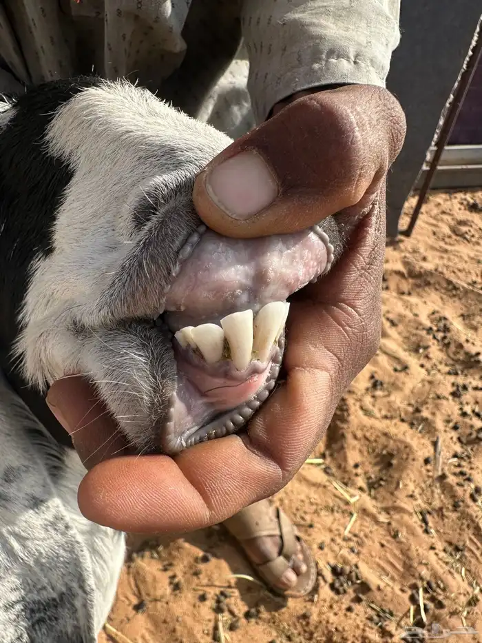 معزا مواليد للبيع 17