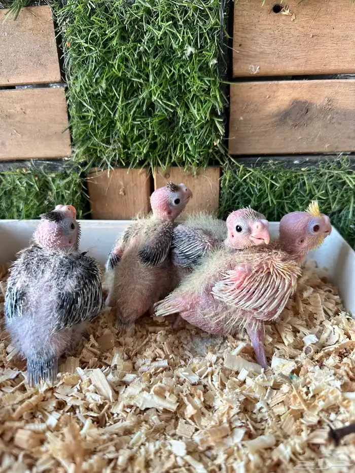 فروخ كروان مميزه 0