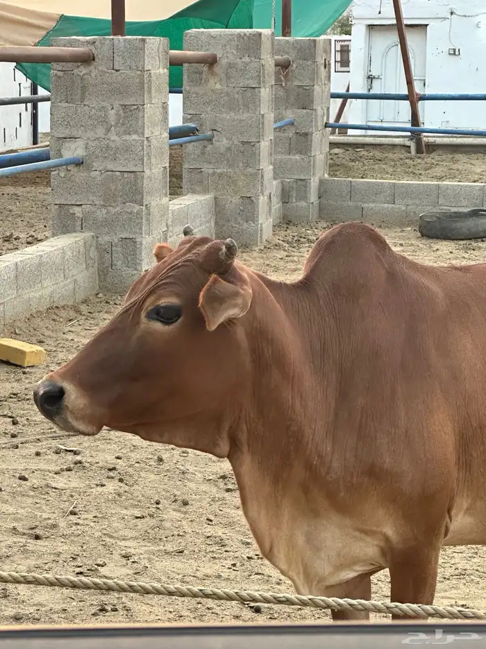 بقره دهماء بلدي دافع سديس مشروطه 0