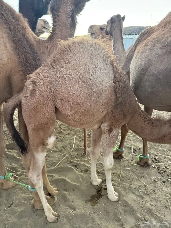 قعود على حليب امه 1