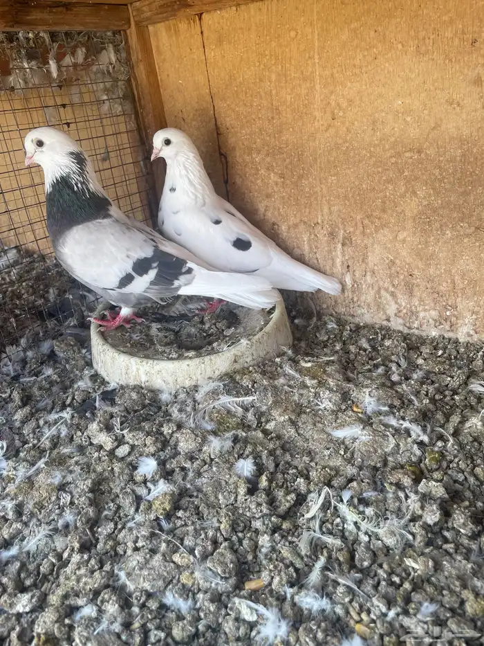 زوج قطايف توب 1