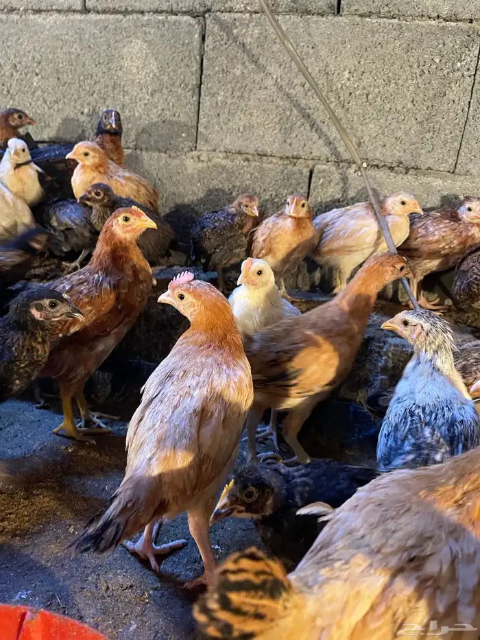 دجاج بلدي من شهرين ونص لثلاثه 1