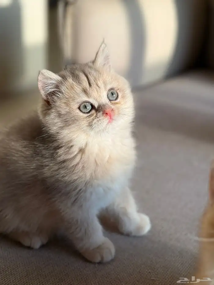 كتن British Shorthair AY12 من خط فاخر برتش 3
