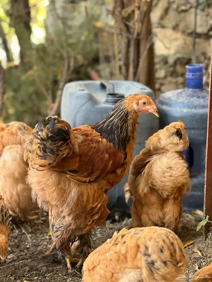 صوص براهما 32