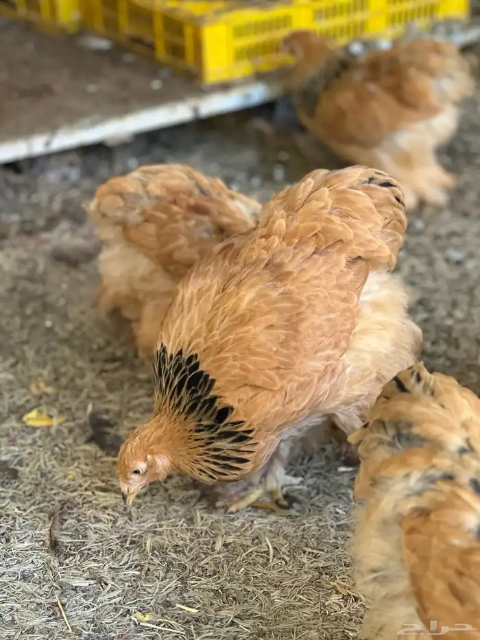 صوص براهما 17