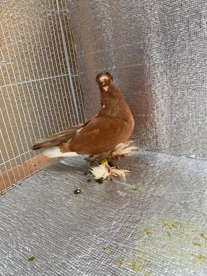 زوج حمام أوزبك بفرخه وبيض مستوى ممتاز 5