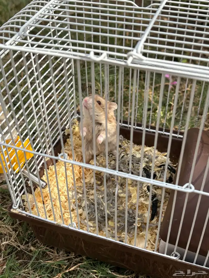 هامستر روسي للبيع ( انثى ) ذهبي 0