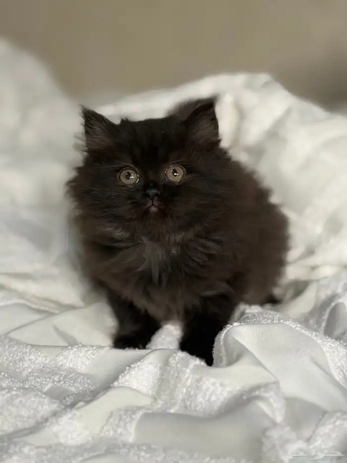 قطة شيرازي للبيع 0