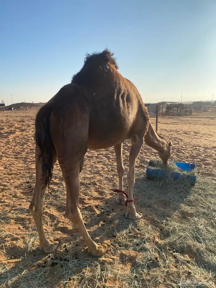 للبيع ناقه حايل 0