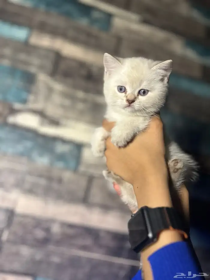 قطه سكوتش ستريت للبيع 2