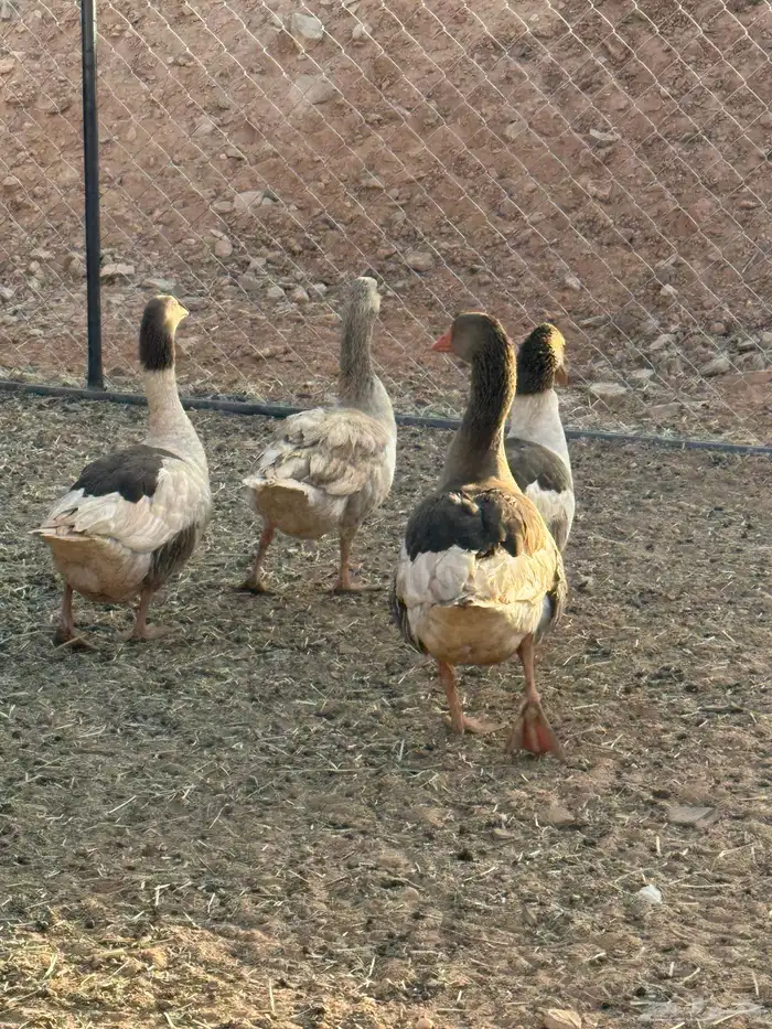 وز للبيع شروره 1