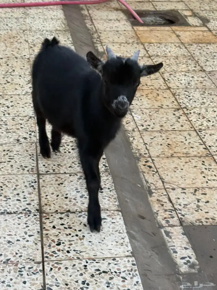 للبيع تيوس قزم 19