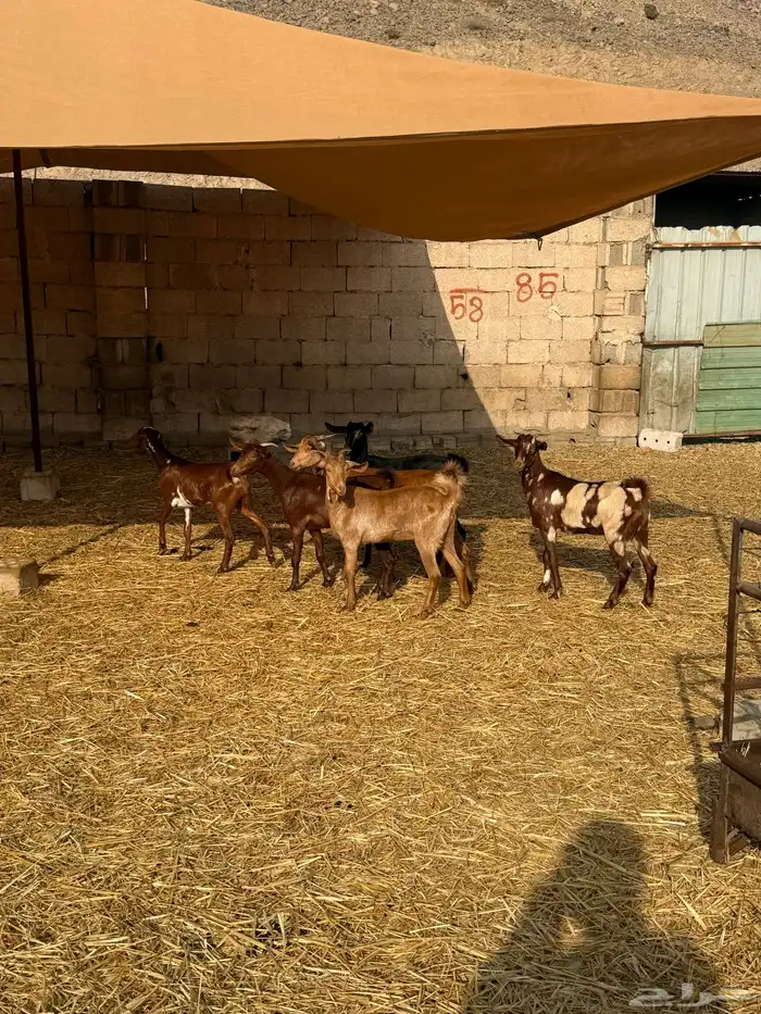 جفار محايليات دهم 0