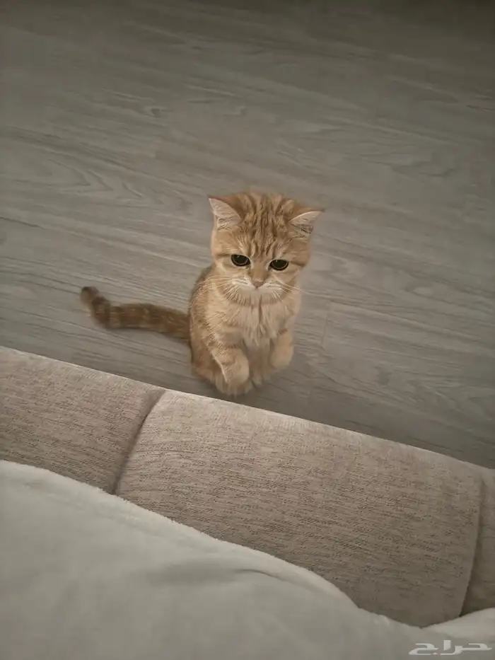 قطة انثى سكوتش 5