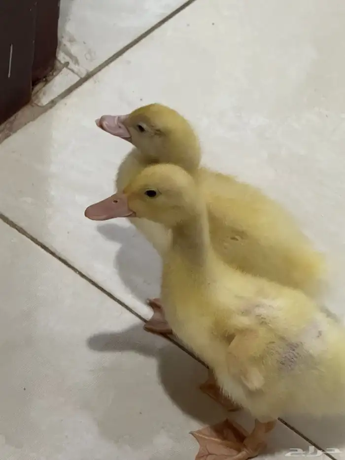 بط صغير للتبني 0