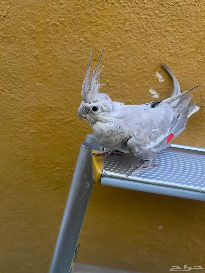 طائر كروان هولندي مفقود 1