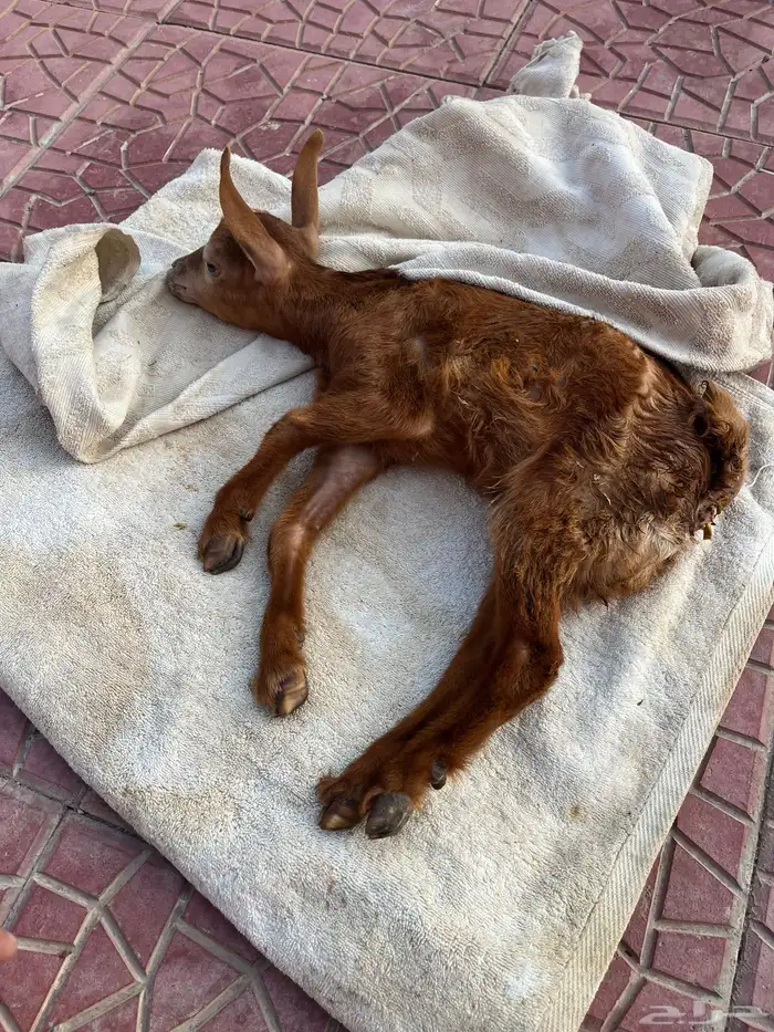 اعرض لكم أنثى معاقة سليمه وتعيش وتاكل 0