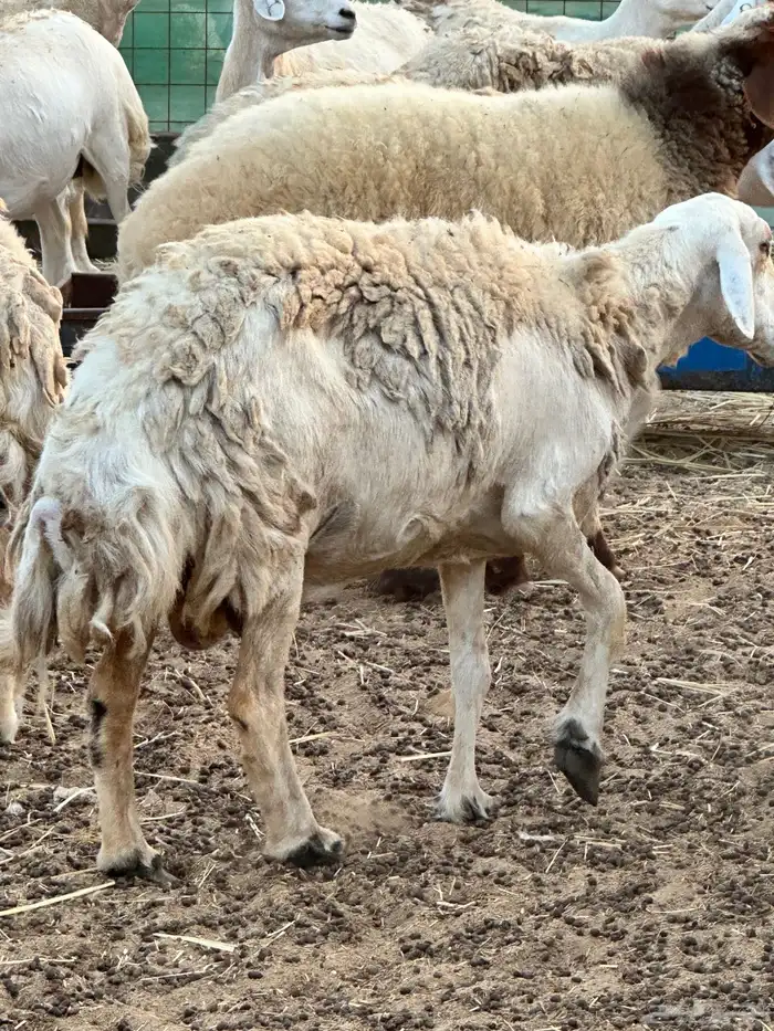 مشروع قائم تربية خرفان حرية مطلوب شريك 1