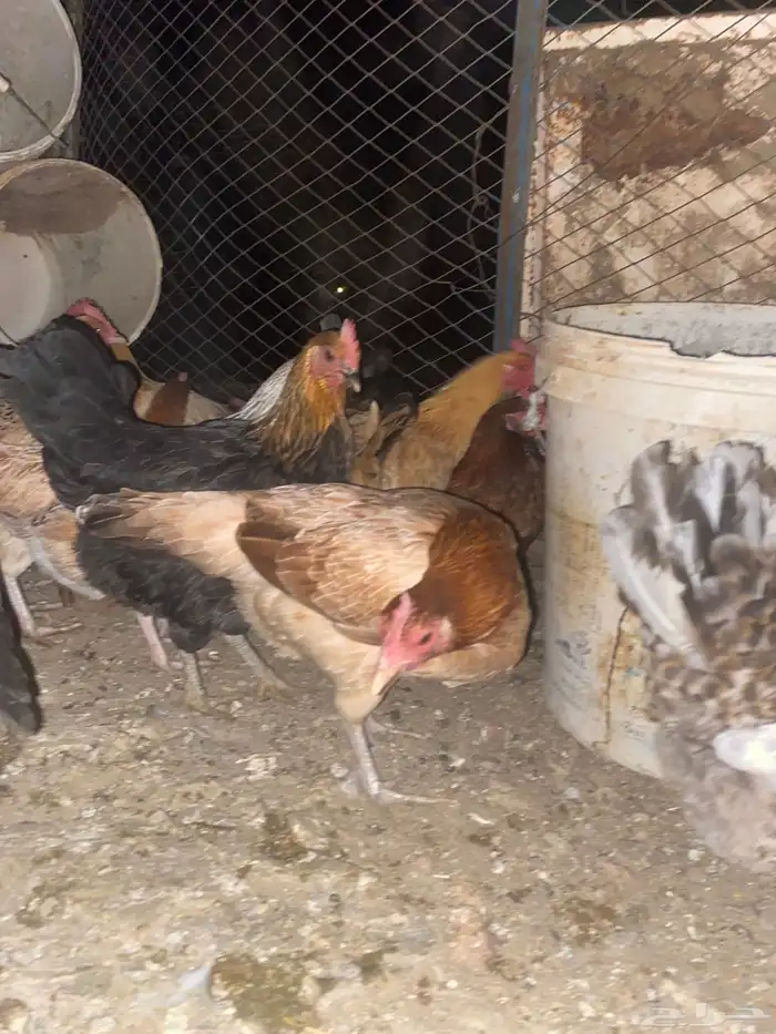 دجاج بلدي فواتح حمر 4