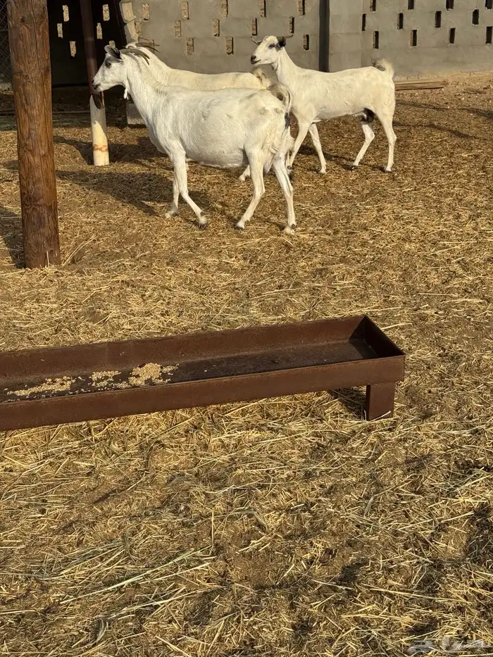 معزا للبيع 9 0