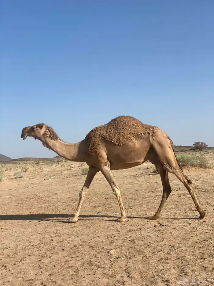 ناقه حمرا لقحه علي رماني ومنتج وناقه نظيفه وسالمه العذاريب 0