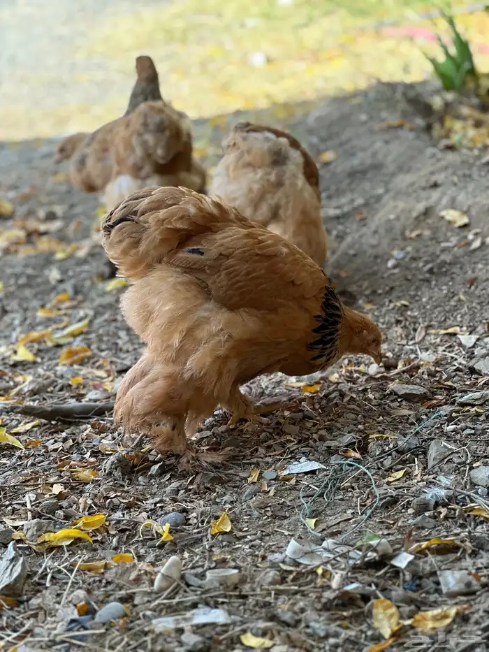 صوص براهما 30