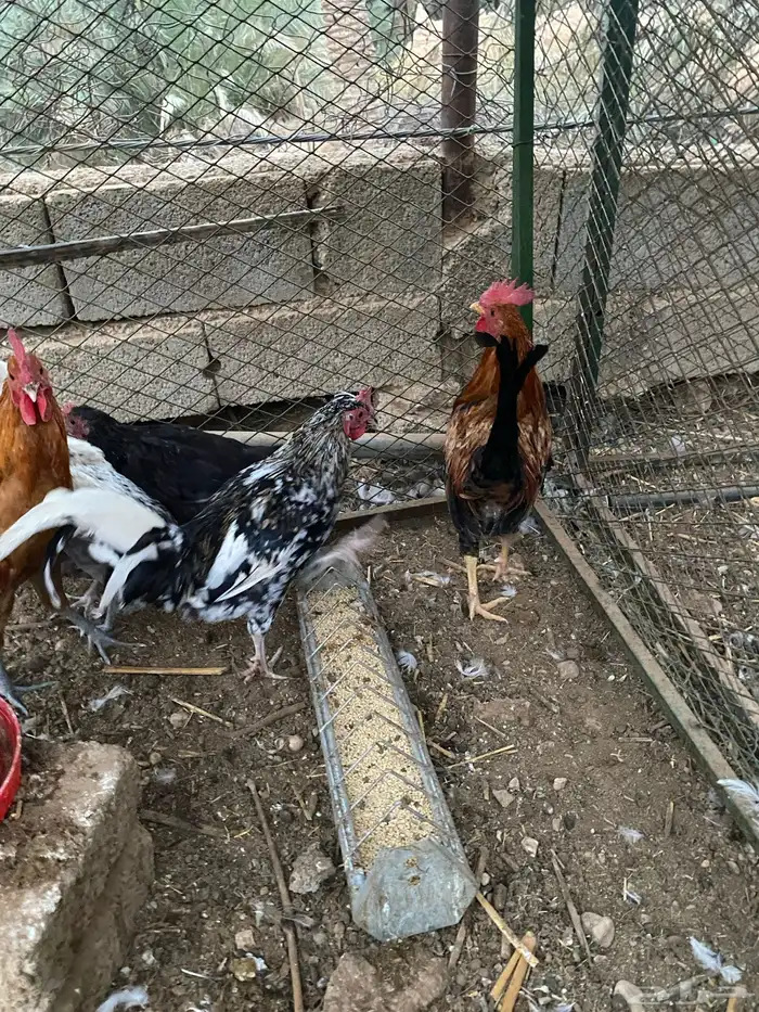 ديكه للبيع 1