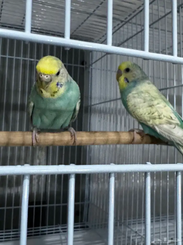 طيور زينه بادجي 1