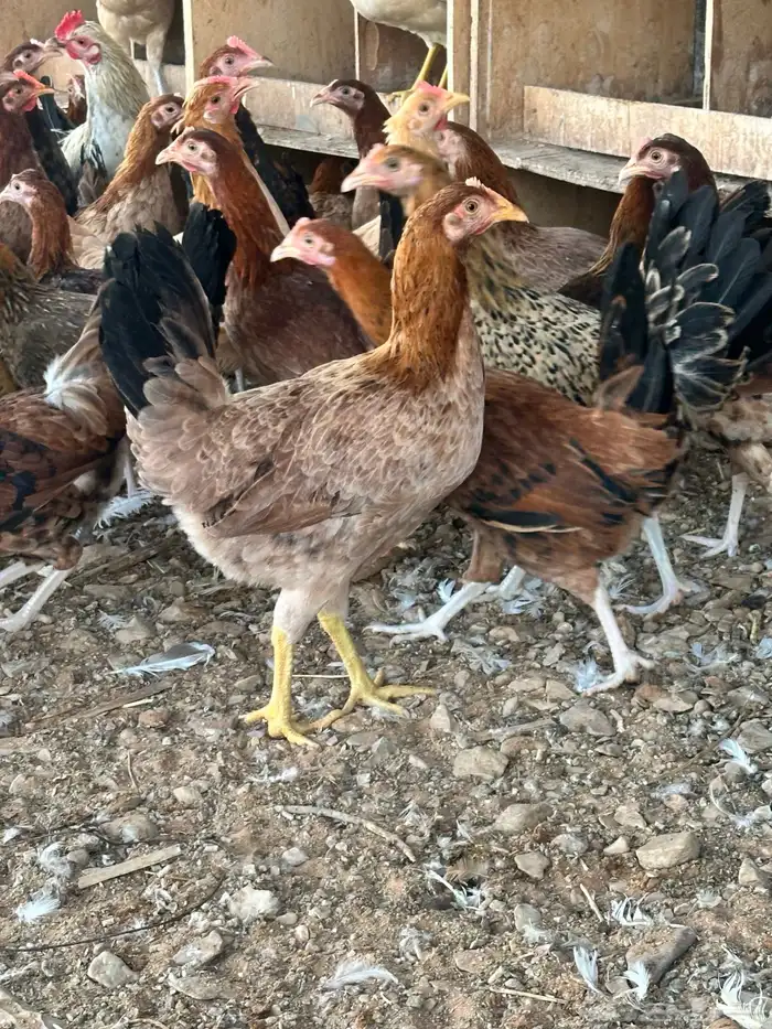 للبيع دجاج بياض وبشاير 1