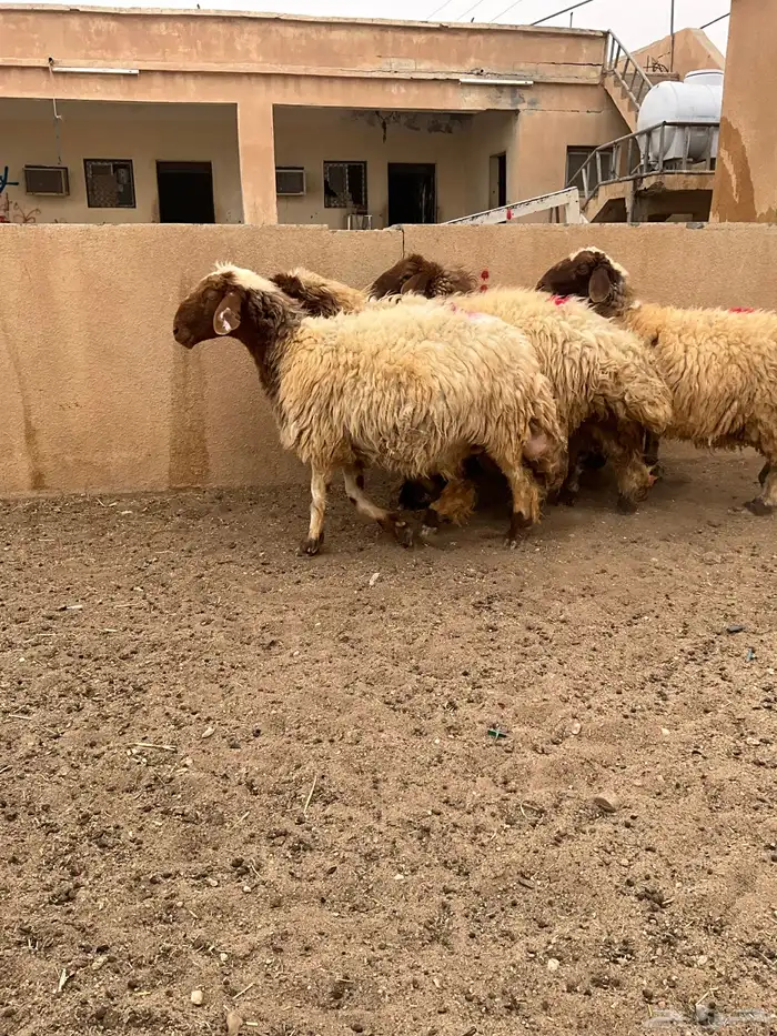 غنم شياه دفيع 3 اشهر وفوق 7