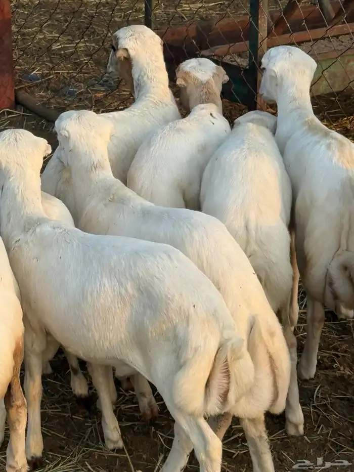 ضان مناتيج 4