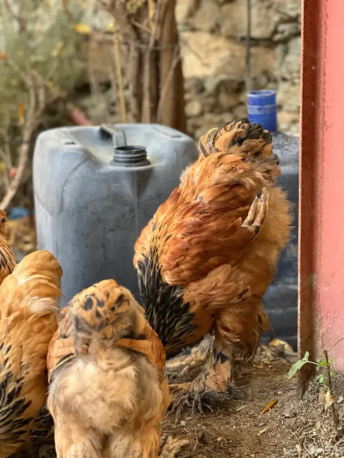 صوص براهما 25