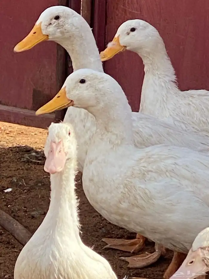 بط بكيني مذبوح 2