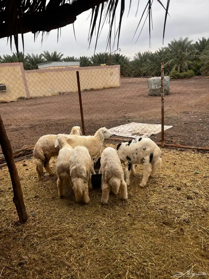 طليان للبيع 2