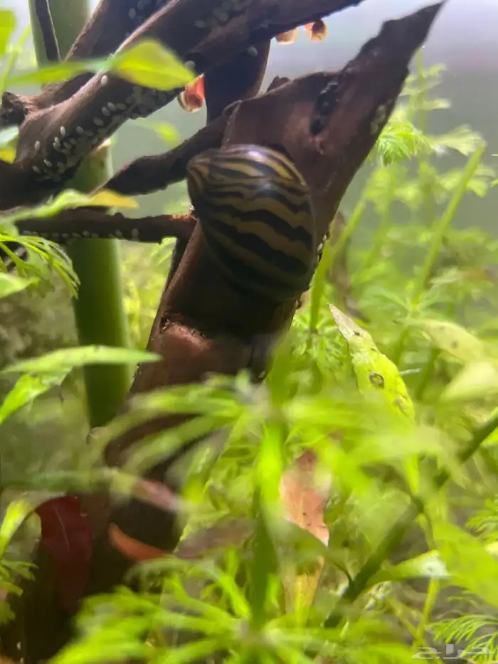 حوض سمك وحلزون ونباتات مائيه 7