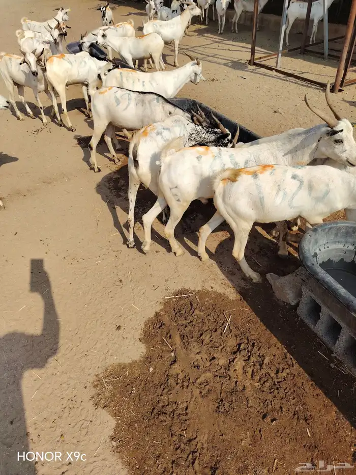 تيوس صومالية جملة وتفريد بأسعار طيبة 4