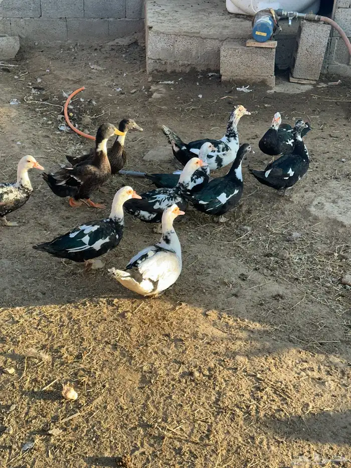 بط بلدي وزوج بكيني 0